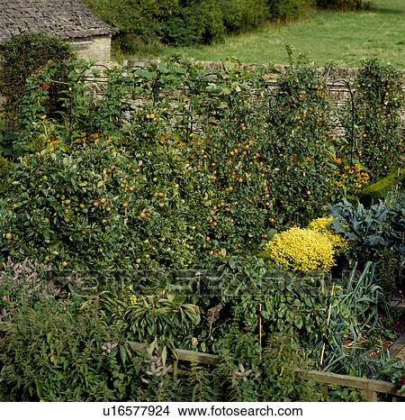 Picture - Fruit trees in walled vegetable garden in large country garden in summer. Fotosearch