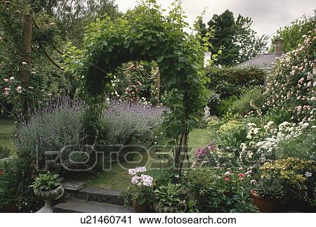 Stock Image - Grape vine on arch over grass path in summer garden with lavender border and pink climbing roses. Fotosearch