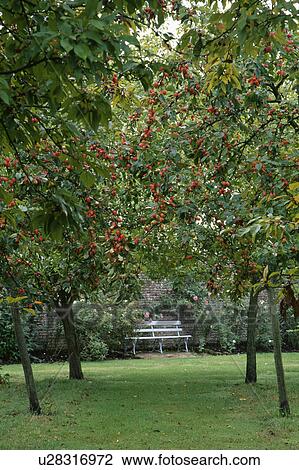 Stock Image - Grass path between apple trees in country garden in Autumn. Fotosearch