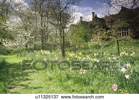 Grass Path Through Daffodils In Wildflower Meadow At Ashton Wold Stock Photo U Fotosearch