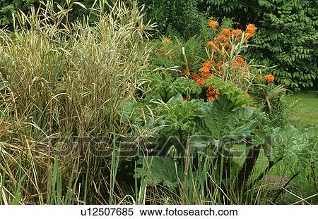 Grasses and gunnera in summer garden border View Large Photo Image Stock Photography - Grasses and gunnera in summer garden border. Fotosearch
