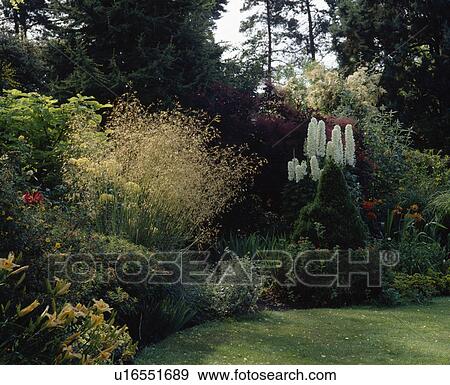 Stock Photo - Grasses and white delphiniums in summer border in country garden. Fotosearch
