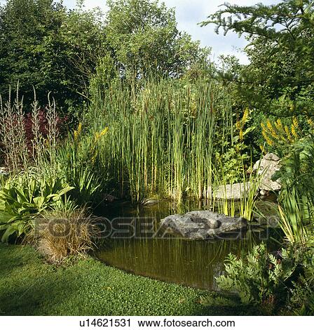 Grasses beside pond in country garden View Large Photo Image Stock Image - Grasses beside pond in country garden. Fotosearch