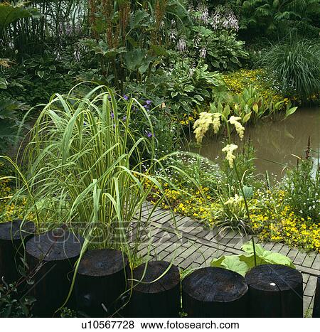 Grasses beside pond in country garden View Large Photo Image Stock Photo - Grasses beside pond in country garden. Fotosearch