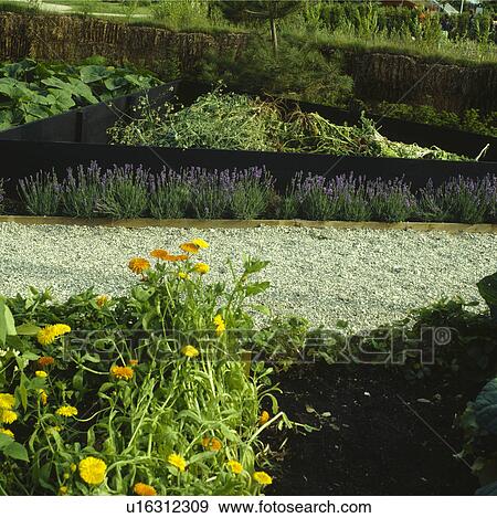 Stock Photo - Gravel path through vegetable beds in country garden in summer. Fotosearch