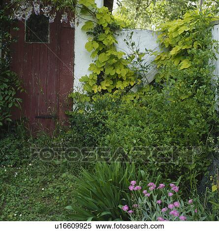 Stock Photography - Green climber on cottage wall. Fotosearch