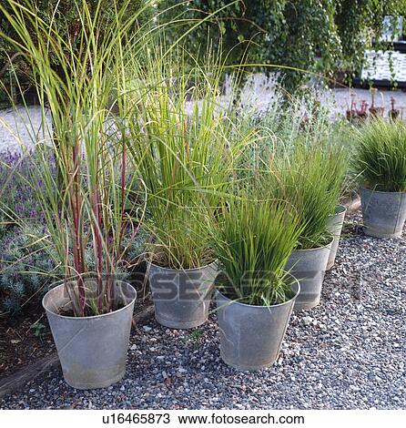 Green grasses in metal buckets on gravel path View Large Photo Image Stock Image - Green grasses in metal buckets on gravel path. Fotosearch