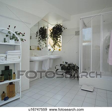 Green houseplants and double basins in white bathroom with white cane shelf unit and white tiled floor View Large Photo Image Stock Photo - Green houseplants and double basins in white bathroom with white cane shelf unit and white tiled floor. Fotosearch