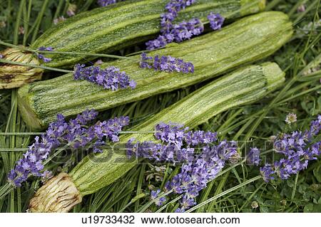 Stock Image - green, vegetable, food. Fotosearch