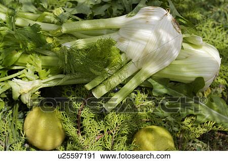 green, vegetable, food View Large Photo Image Stock Image - green, vegetable, food. Fotosearch