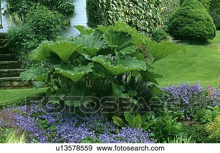 Stock Photo - Gunnera underplanted with blue campanula in country garden in summer. Fotosearch