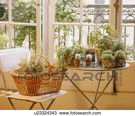 Heather in basket on chair and green houseplants in pots table in front of window View Large Photo Image Stock Image - Heather in basket on chair and green houseplants in pots table in front of window. Fotosearch