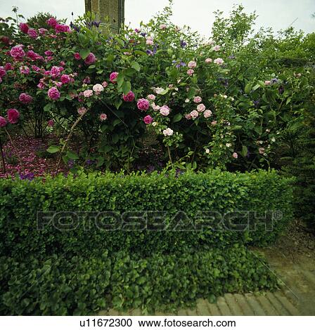 Stock Image - Hedge in front of pink roses in country garden in summer. Fotosearch