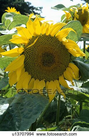 helianthus annuus, hr 491, yellow, plants View Large Photo Image Picture - helianthus annuus, hr 491, yellow, plants. Fotosearch