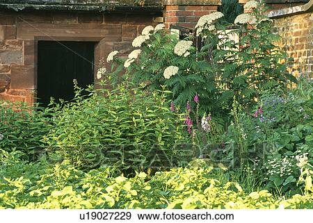 Stock Photo - Herbs growing in walled herb garden. Fotosearch