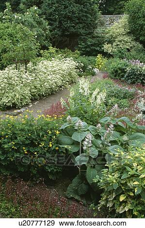 Stock Photo - Herbs in country garden in summer. Fotosearch