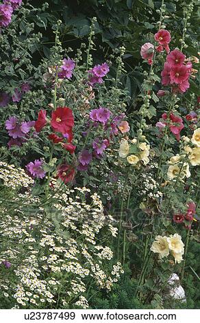 Hollyhocks and feverfew in summer garden border View Large Photo Image Stock Photo - Hollyhocks and feverfew in summer garden border. Fotosearch
