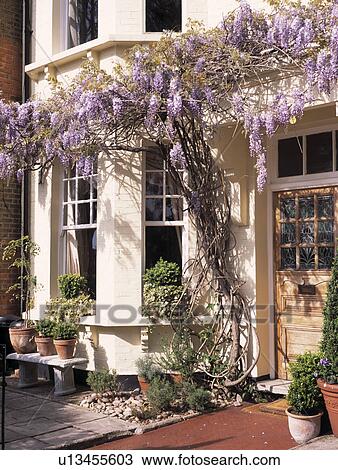 House Exterior with Purple Flowering Climbing Plant. View Large Photo Image Stock Image - House Exterior with Purple Flowering Climbing Plant.. Fotosearch