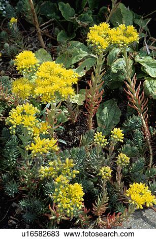 Stock Image - houseleek, yellow, sempervivum, plants. Fotosearch