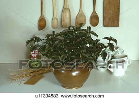 houseplants, interior, utensils, kitchens, interiors, hr 579 View Large Photo Image Stock Image - houseplants, interior, utensils, kitchens, interiors, hr 579. Fotosearch