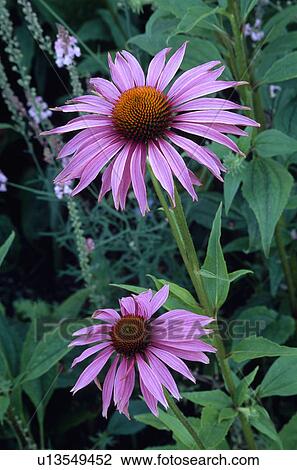 hr 483, coneflower, perennial, pink, echinacea, plants View Large Photo Image Stock Image - hr 483, coneflower, perennial, pink, echinacea, plants. Fotosearch