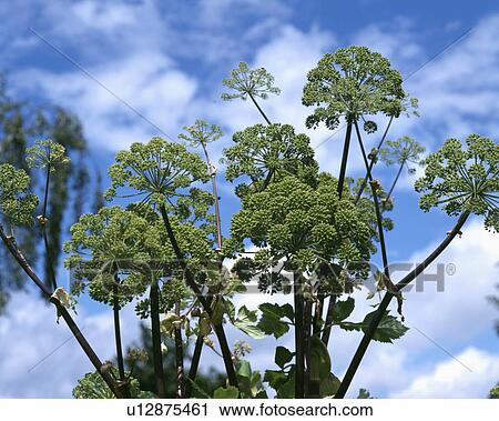 Stock Image - hr 528, herbs, angelica archangelica, plants. Fotosearch