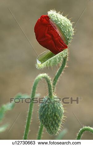 Stock Image - hr 601, buds, summer, papaver, red, plants. Fotosearch