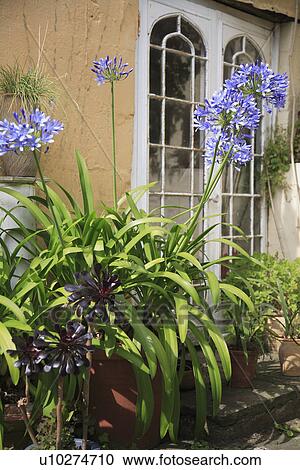 hr 683, courtyard, containers, gardens View Large Photo Image Stock Image - hr 683, courtyard, containers, gardens. Fotosearch