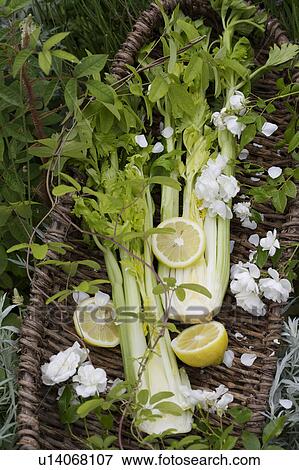 hr 871, green, yellow, vegetable, food View Large Photo Image Stock Photo - hr 871, green, yellow, vegetable, food. Fotosearch