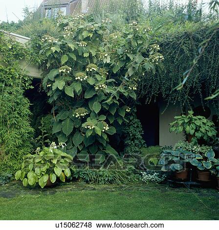 Stock Photo - Hydrangea petiolaris and hostas in small courtyard garden. Fotosearch