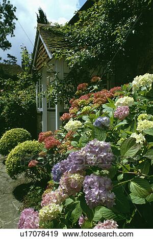 Stock Photo - Hydrangeas in border in front of traditional country cottage. Fotosearch
