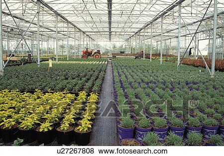 Stock Photo - Inside large commercial greenhouse. Fotosearch
