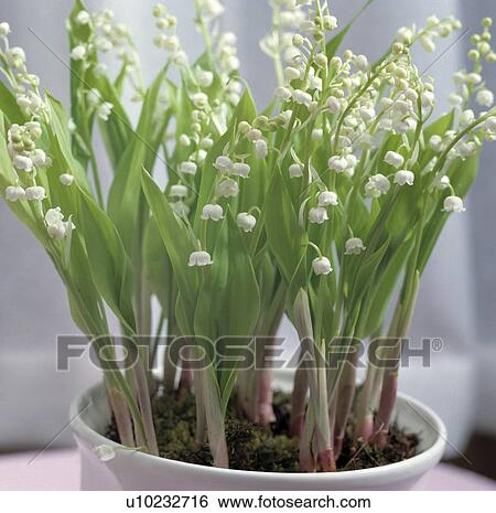 interior, houseplants, interiors, hr 711 View Large Photo Image Stock Photograph - interior, houseplants, interiors, hr 711. Fotosearch