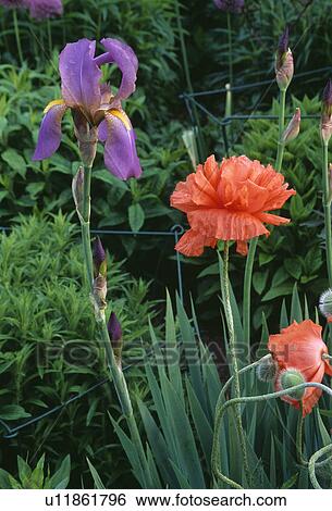 iris, red, blue, papaver, poppy, summer, plants View Large Photo Image Stock Photograph - iris, red, blue, papaver, poppy, summer, plants. Fotosearch
