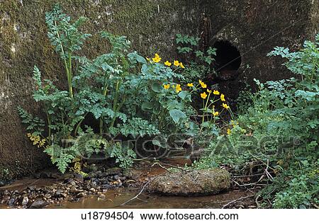 Kingcups beside small stream in country garden View Large Photo Image Picture - Kingcups beside small stream in country garden. Fotosearch