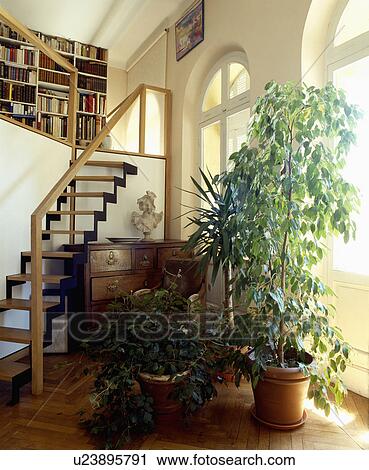 Large green houseplants at the foot of modern wood staircase in traditional white hall with mezzanine study View Large Photo Image Stock Image - Large green houseplants at the foot of modern wood staircase in traditional white hall with mezzanine study. Fotosearch