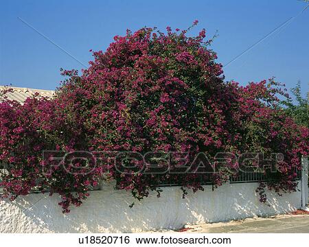 Large purple bougainvillea shrub on white wall View Large Photo Image Stock Photograph - Large purple bougainvillea shrub on white wall. Fotosearch