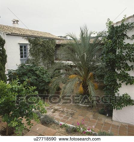 Stock Image - Large shrubs and palm tree in courtyard of traditional Spanish villa. Fotosearch