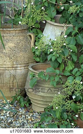 Large terracotta pots in flowering summer borders View Large Photo Image Stock Image - Large terracotta pots in flowering summer borders. Fotosearch