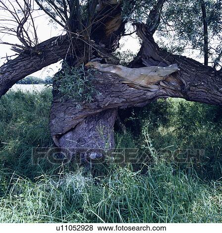 Stock Photo - Large tree in country garden in summer. Fotosearch