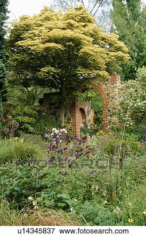 Stock Photo - Large tree in country garden in summer. Fotosearch