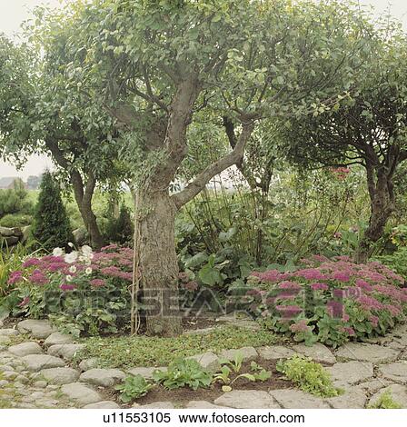 Stock Photography - Large tree in country garden in summer. Fotosearch