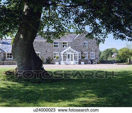 Stock Image - Large tree on lawn in front of country house in summer. Fotosearch