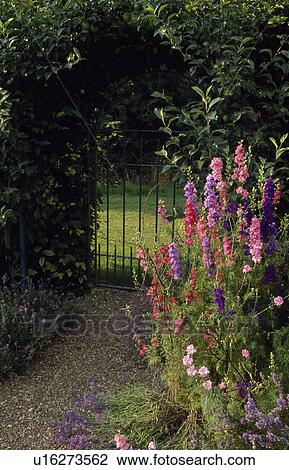 Larkspur beside gravel path and iron gate in hedge in country garden in summer View Large Photo Image Stock Image - Larkspur beside gravel path and iron gate in hedge in country garden in summer. Fotosearch
