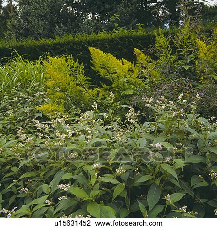 Late summer border in country garden View Large Photo Image Stock Image - Late summer border in country garden. Fotosearch