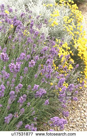 Lavandula "Spica "Hidcote" in summer garden border View Large Photo Image Stock Photo - Lavandula "Spica "Hidcote" in summer garden border. Fotosearch