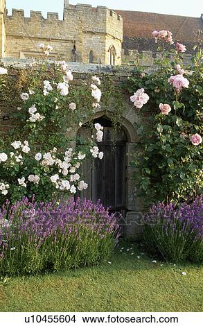 Picture - Lavender and pink roses in large walled country garden in summer. Fotosearch