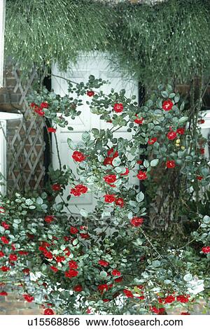 Stock Photograph - Lavender and red climbing roses in front of white door. Fotosearch