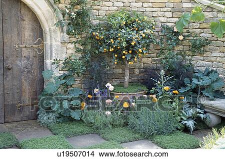 Picture - Lavender growing below citrus tree in pot in walled garden with grass and stone paving. Fotosearch