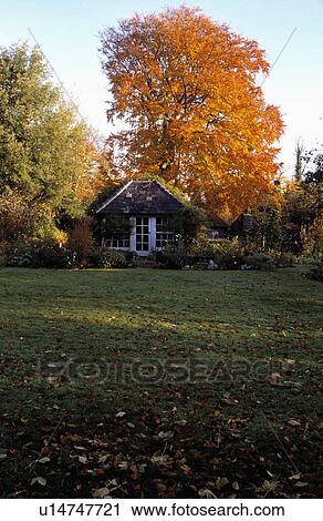 Lawn and trees in country garden in Autumn View Large Photo Image Stock Image - Lawn and trees in country garden in Autumn. Fotosearch